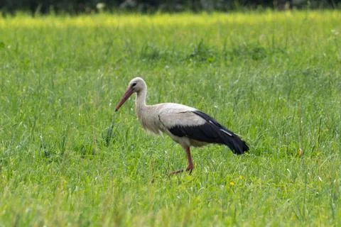 White stork Stock Photos