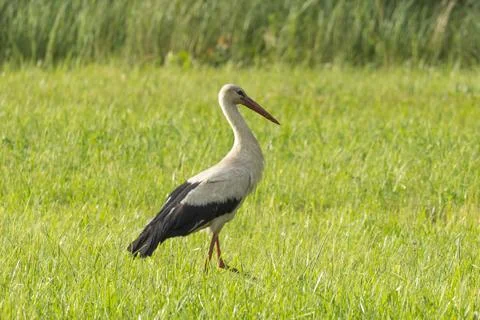 White stork Stock Photos