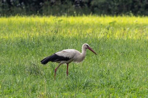 White stork Stock Photos