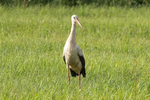 White stork Stock Photos
