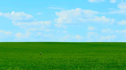 White stork picking worms on a field Video stock 63428256