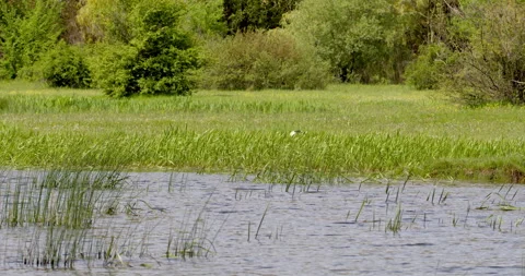 White stork by the pond Stock Footage 256110803