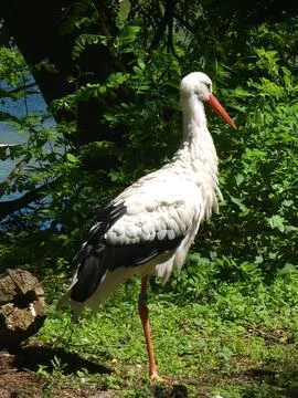 White stork by pond Stock Photos