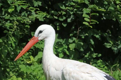 White stork portrait Stock Photos
