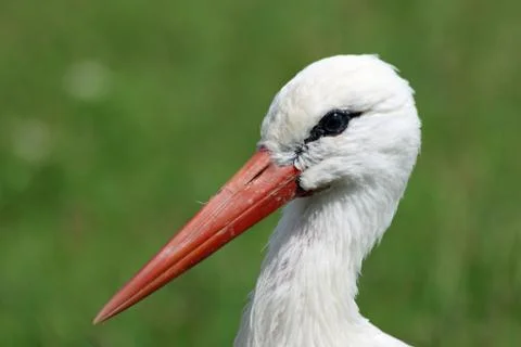 White stork portrait Stock Photos