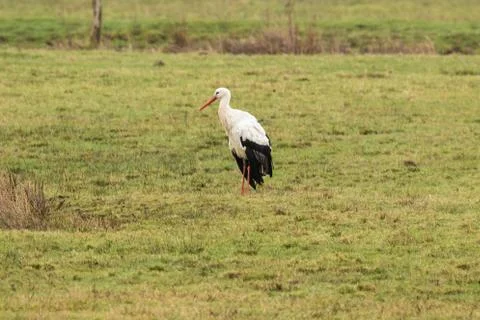 White stork posing in a meadow Stock Photos