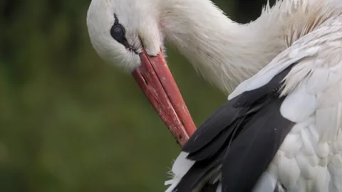 White Stork Preening – Extreme Close-Up 4K 動画素材 320925905