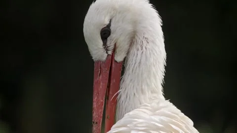 White Stork Preening – Extreme Macro Close-Up 4K Stock-Footage 320927111