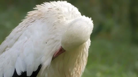 White Stork Preening Feathers – Close-Up 4K Stock-Footage 321508859