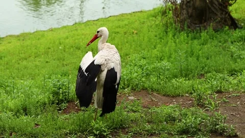 White stork preening feathers on green grass riverbank for wildlife conservation Stock Footage 343874659