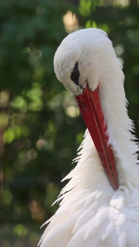 White stork with a red beak preening its feathers Stock Footage 344801091