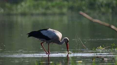 White Stork on the river Stock Footage 114630347
