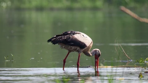 White Stork on the river Stock Footage 114630391