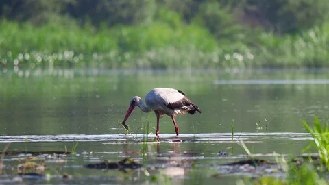 White Stork on the river Stock Footage 114630413