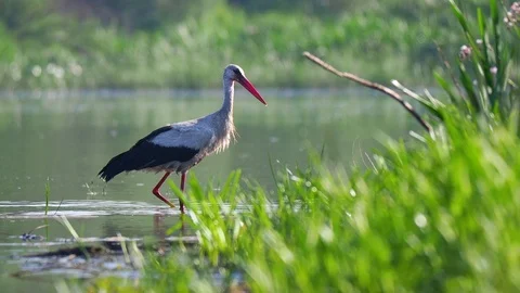 White Stork on the river Stock Footage 114630442