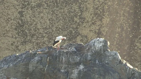 White Stork on Rock Stock Footage 72977394