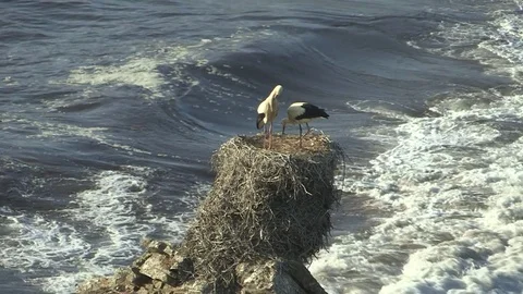 White Stork on Rock Stock Footage 72977589