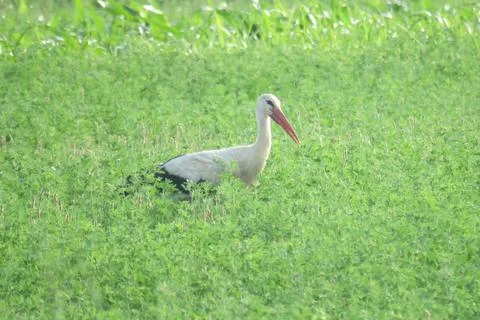 White stork in Romania. In June Photos