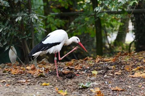 White stork scratching. Fotos de archivo