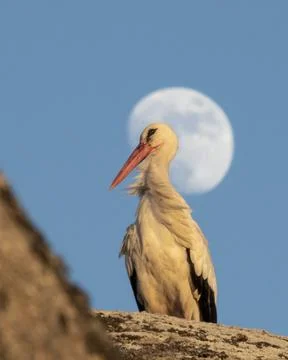 White stork in sharp focus with the full moon behind. Stock Photos