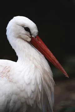 White stork side view Foto stock