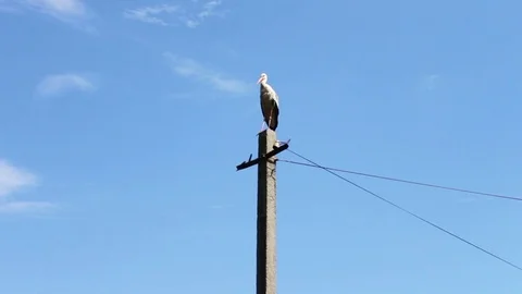 White stork sits in a nest on a pole on a summer day Stock Footage