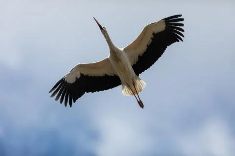 White stork in the sky Stock Photos