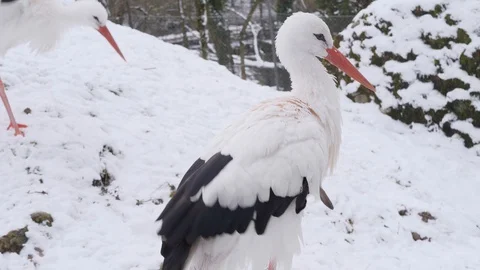 A white stork in the snow Stock-Footage 102391446