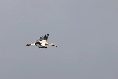White stork soars gracefully against a muted gray sky. Its wings are fully Stock Photos