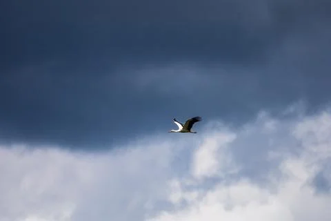 A white stork soars gracefully through a dramatic sky with dark clouds Stock Photos
