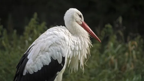 White Stork in Soft Light – Close-Up 4K Stock-Footage 321508874