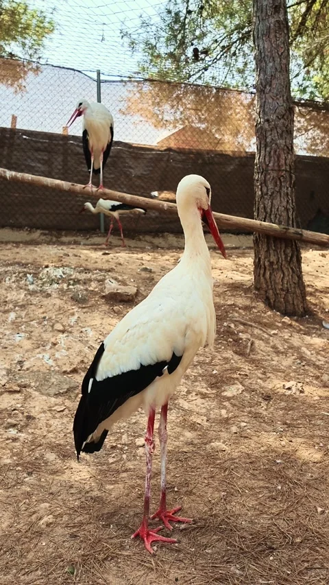White stork standing among other storks in outdoor enclosure Stock-Footage 346767385