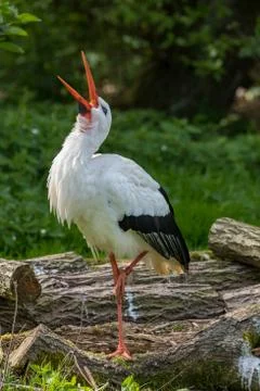 White Stork standing - facing up with beak open. Stock Photos