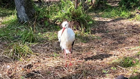 White stork standing gracefully on the ground, surrounded by natural foliage and Stock Footage 312881641