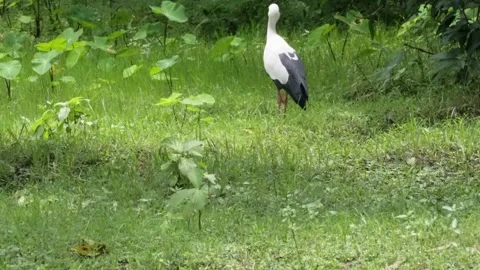 A White Stork is standing on the grass field Stock Footage 314521930