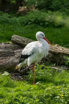 White Stork standing on the grass Stock Photos