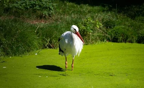 White stork standing in green algae-covered water on a sunny day Stock Photos