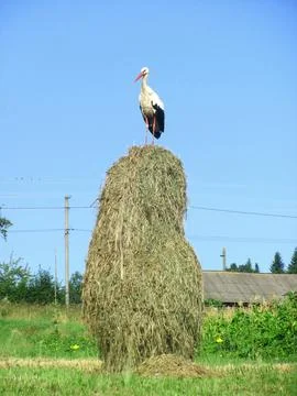 A white stork is standing on a haystack Stock Photos