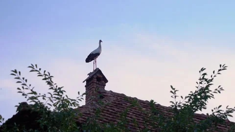 White Stork standing on a house chimney in a Romanian village. Stock Footage 345049624