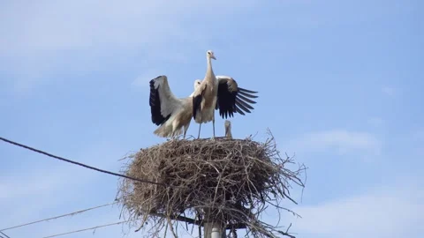 White Stork Standing with Open Wings in Nest with Family Stock Footage 340469079