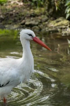 White Stork standing in the river Stock Photos