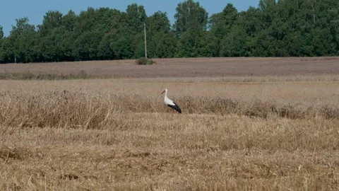 White stork stands. Stock Footage 321132914