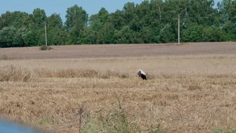 White stork stands. Stock Footage 321133214