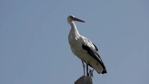 White stork stands on the post and resting early in the morning at sunrise. Stock Footage 158803880