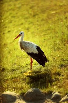 White stork. Stork in the fields. Stock Photos