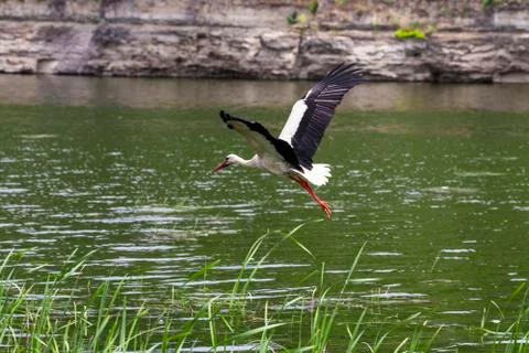 White Stork. Stork in flight. Stock Photos