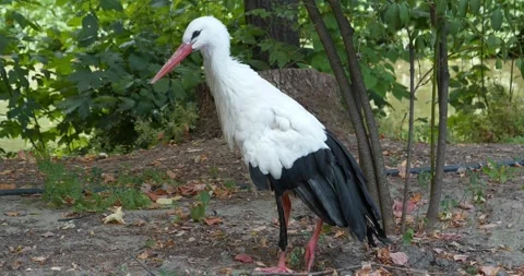 White stork. Storks - large, long-legged, long-necked wading birds Stock Footage 317194966