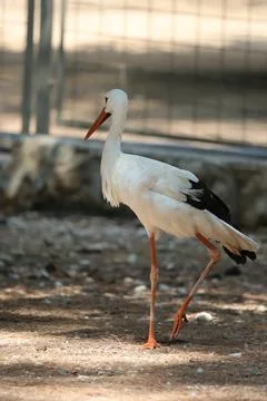 White stork strolling Stock Photos