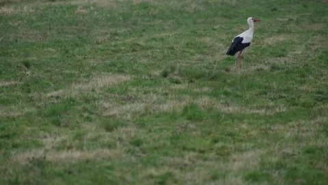 White Stork Swallowing a Lizard While Foraging in a Green Meadow Stock Footage 337958362
