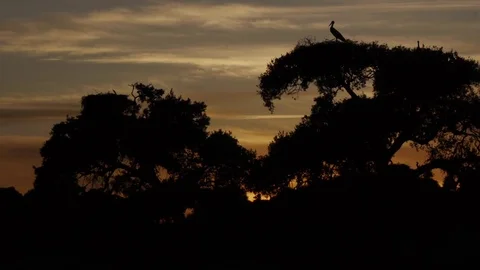 White stork on the tree at sunset Stock Footage 83095939
